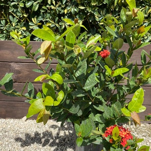 Ixora Maui Red Ixora Coccinea 10 inch pot FREE Shipping East Coast and Central States image 9