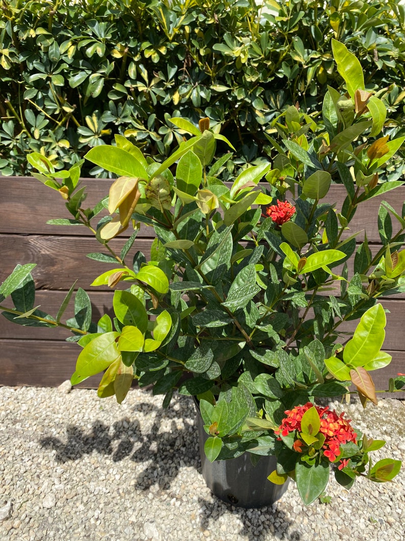 Ixora Maui Red Ixora Coccinea 10 inch pot FREE Shipping East Coast and Central States image 9