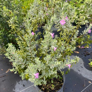 Texas Sage Leucophyllum frutescens BUSH FORM 10 inch pot FREE Shipping East Coast and Central States image 4