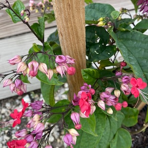 Bleeding Heart purple/ red  Clerodendrum thomsoniae 14 inch pot Free shipping to Eastern and Central States, Excluded States in Description