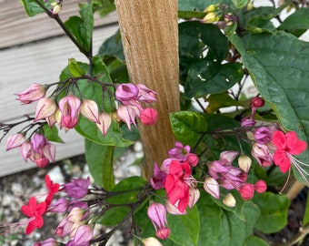 Bleeding Heart purple and red flowers Clerodendrum thomsoniae 14” inch pot  FREE Shipping East Coast and Central States