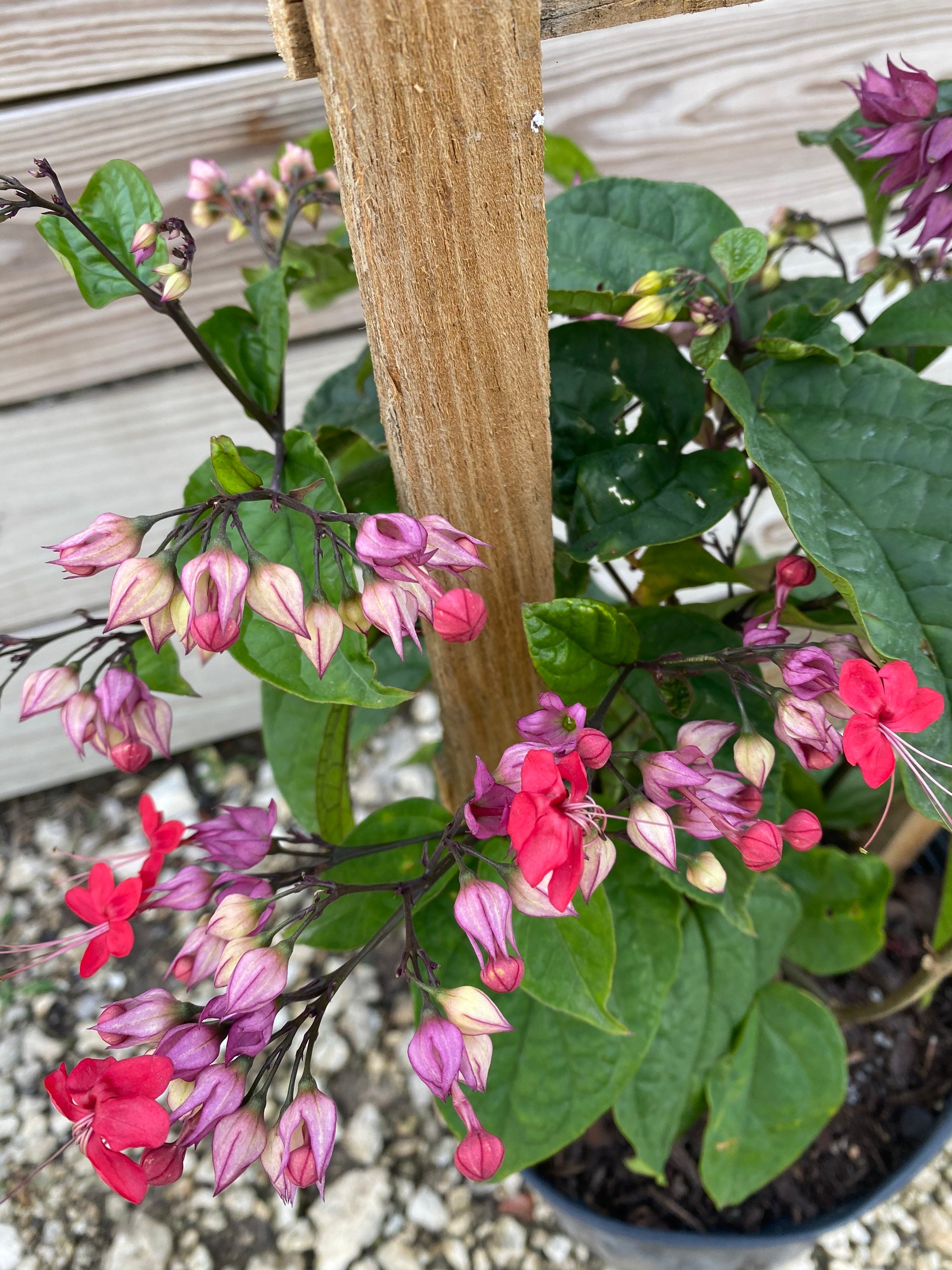 Bleeding Heart Purple/ Red Clerodendrum Thomsoniae 14 Inch