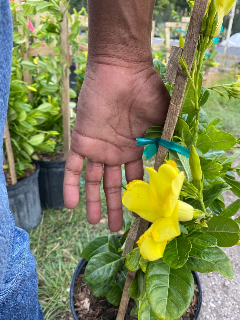 Mandevilla Yellow color Vine in a 30 inch Trellis Enredadera Etsy