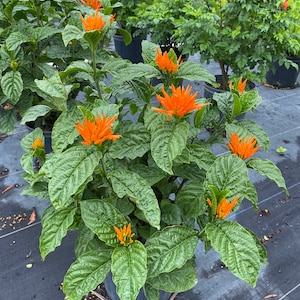 Orange Flame Justicia, Jacobinia – Justicia chrysostephana 10 Inch Pot, Tropical Flowering Shrub with Bright Orange Blooms, Sun-Loving
