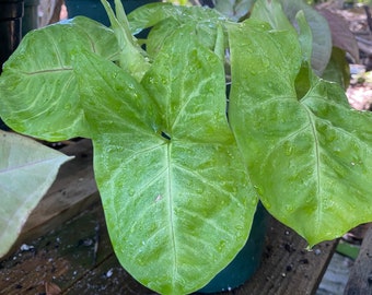 Syngonium podophyllum ‘Gold’ 6” inch pot