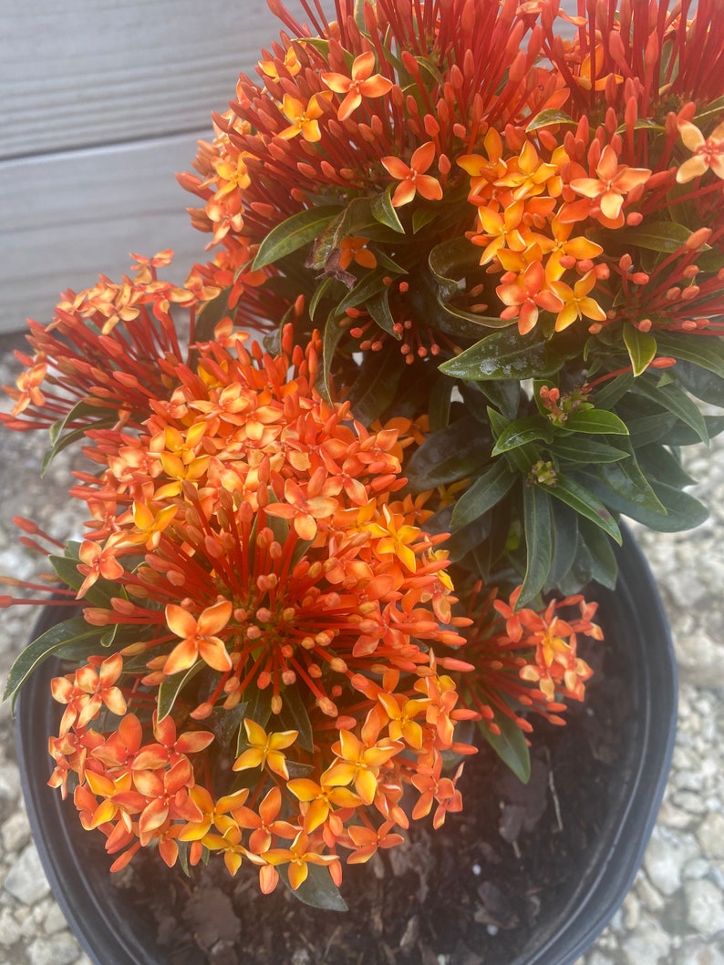 Ixora Taiwanese Carmen Orange Ixora taiwanensis 10 inch pot FREE Shipping East Coast and Central States zdjęcie 6