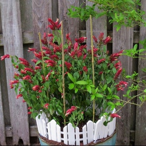 Red Shrimp Plant Justicia brandegeana BUSH FORM 10 inch pot FREE Shipping East Coast and Central States image 7