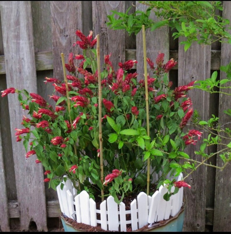 Red Shrimp Plant Justicia brandegeana BUSH FORM 10 inch pot FREE Shipping East Coast and Central States image 7