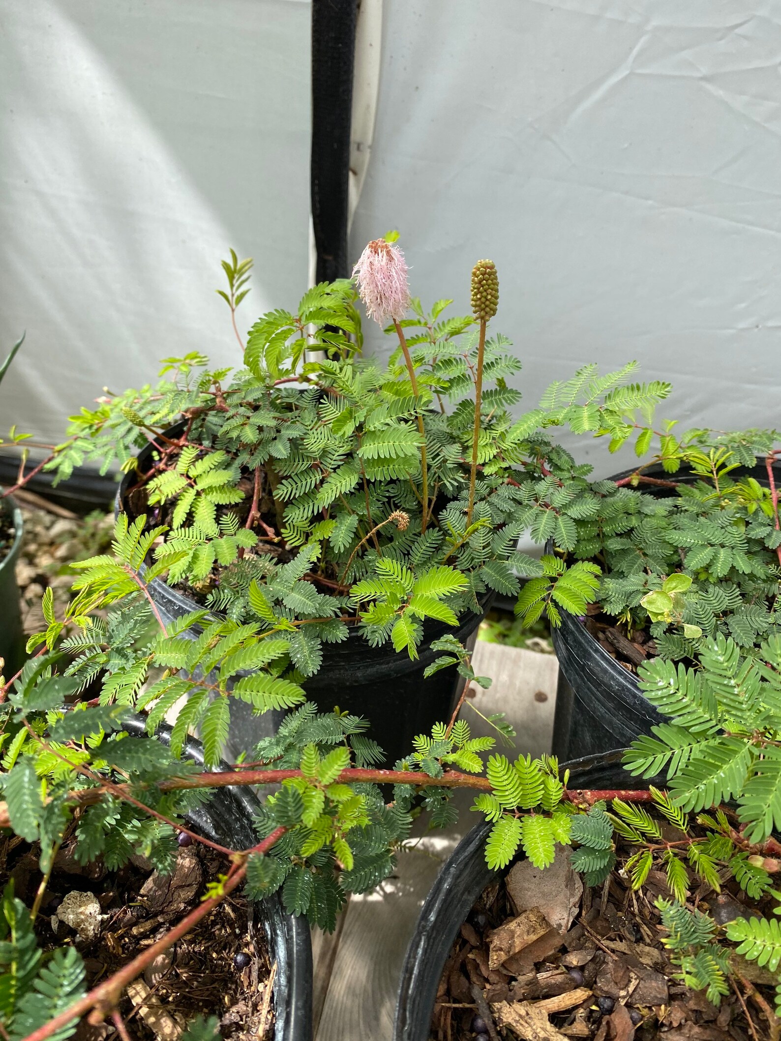 Sunshine Mimosa Mimosa Strigilosa 6 Inch Pot Etsy