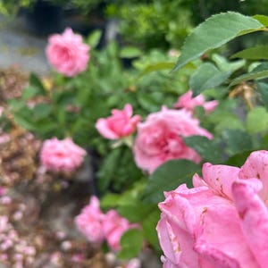 K&ouml;nnte beinhalten: Nahaufnahme von rosa Rosen in einem Garten. Die Rosen stehen in voller Bl&uuml;te und zeigen ihre zarten Bl&uuml;tenbl&auml;tter und ihre leuchtende Farbe. Gr&uuml;ne Bl&auml;tter und Laub bilden einen nat&uuml;rlichen Hintergrund und schaffen eine ruhige und malerische Szene.