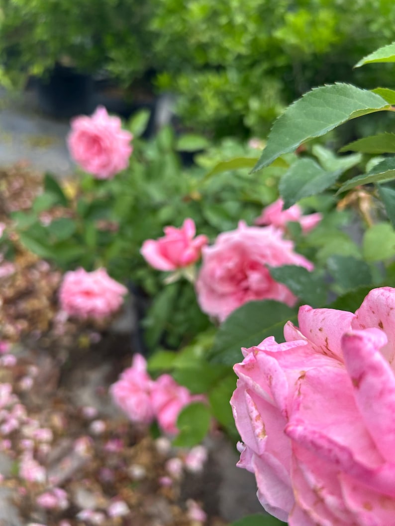 K&ouml;nnte beinhalten: Nahaufnahme von rosa Rosen in einem Garten. Die Rosen stehen in voller Bl&uuml;te und zeigen ihre zarten Bl&uuml;tenbl&auml;tter und ihre leuchtende Farbe. Gr&uuml;ne Bl&auml;tter und Laub bilden einen nat&uuml;rlichen Hintergrund und schaffen eine ruhige und malerische Szene.
