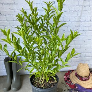 May include: A green potted plant with a white brick wall in the background. The plant is in a black plastic pot and is surrounded by gardening tools.
