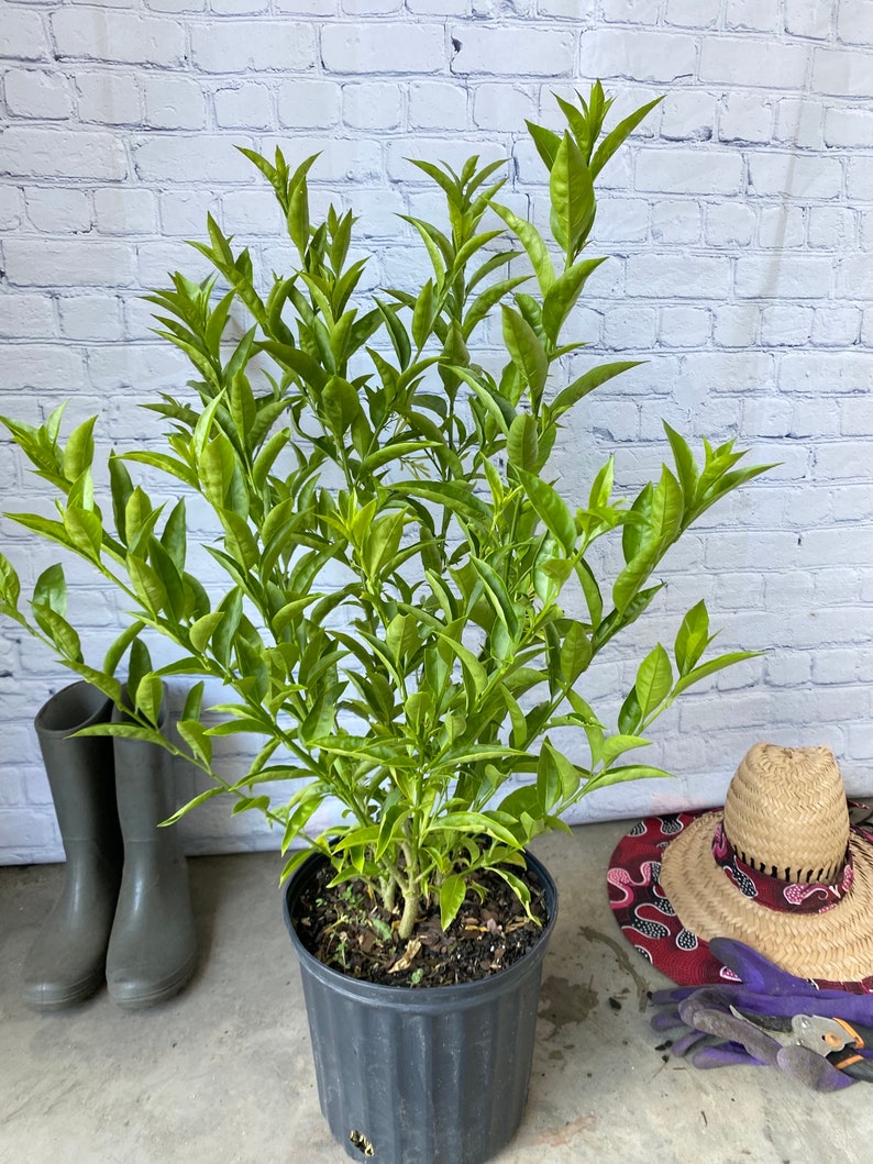 May include: A green potted plant with a white brick wall in the background. The plant is in a black plastic pot and is surrounded by gardening tools.