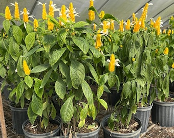 Yellow Shrimp Plant – Pachystachys lutea 10 Inch pot Live Tropical Flowering Shrub with Golden Shrimp Blooms, Sun & Partial Shade
