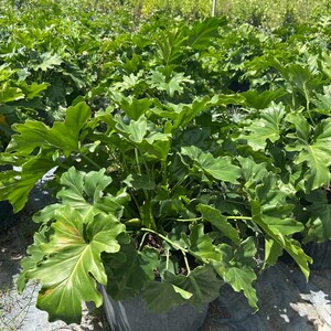 May include: A lush, green Philodendron plant with large, deeply lobed leaves. The plant is in a dark gray pot, surrounded by other plants in a nursery setting. The leaves have a vibrant green color, with some showing slight discoloration.