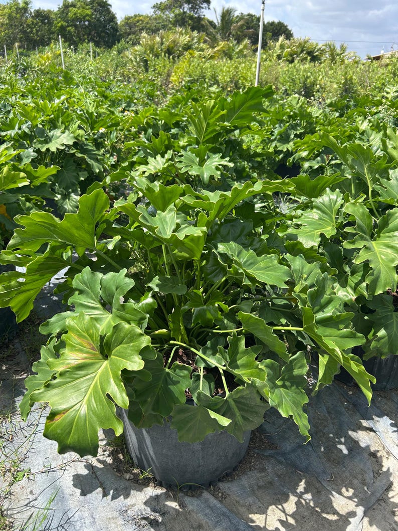 May include: A lush, green Philodendron plant with large, deeply lobed leaves. The plant is in a dark gray pot, surrounded by other plants in a nursery setting. The leaves have a vibrant green color, with some showing slight discoloration.
