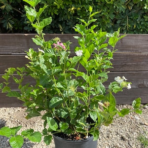 Jasmine Belle of India   Jasminum sambac 10 inch pot  Free shipping to Eastern and Central States List of excluded States in Description