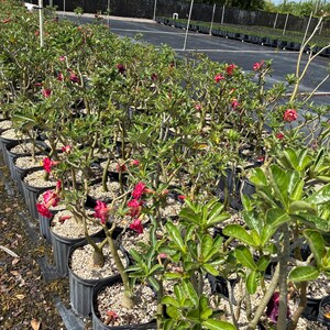 May include: A large collection of desert rose plants in black plastic nursery pots. Each plant features a thick, succulent-like stem, green leaves, and vibrant pink flowers with darker red centers, all arranged in rows on a dark ground surface.
