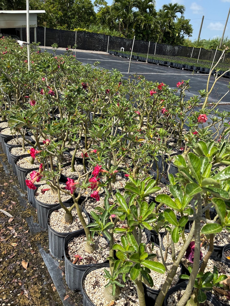 May include: A large collection of desert rose plants in black plastic nursery pots. Each plant features a thick, succulent-like stem, green leaves, and vibrant pink flowers with darker red centers, all arranged in rows on a dark ground surface.