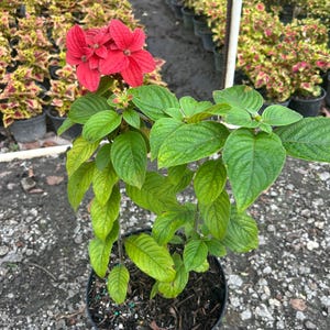 Ashanti Blood red – Mussaenda erythrophylla 10 Inch Pot, Tropical Flowering Shrub  Red Bracts Landscape Accent Plant  Rare Exotic Ornamental