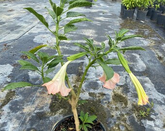 Brugmansia  Angel’s Trumpet Pink 10” inch pot