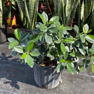 Green Island Ficus bush Ficus microcarpa 10” inch pot  FREE Shipping East Coast and Central States
