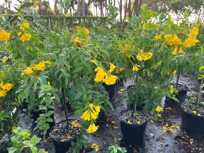 Yellow Elder Stans Esperanza Plant. Standard TREE FORM Etsy