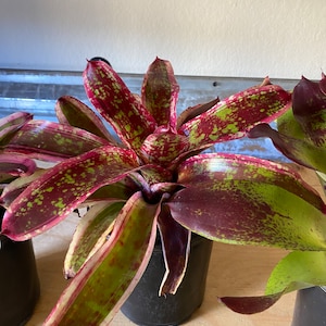 May include: A vibrant bromeliad plant with long, speckled leaves in shades of green and burgundy. The plant is potted in a black plastic container. The leaves have a unique pattern, adding visual interest to the plant.
