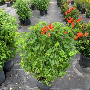 Cape Honeysuckle Red Tecomaria capensis Bush 10 inch pot Free shipping to Eastern and Central States List of excluded States in Description