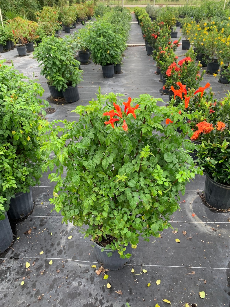 Cape Honeysuckle Red Tecomaria capensis BUSH FORM 10 inch pot FREE Shipping East Coast and Central States image 1