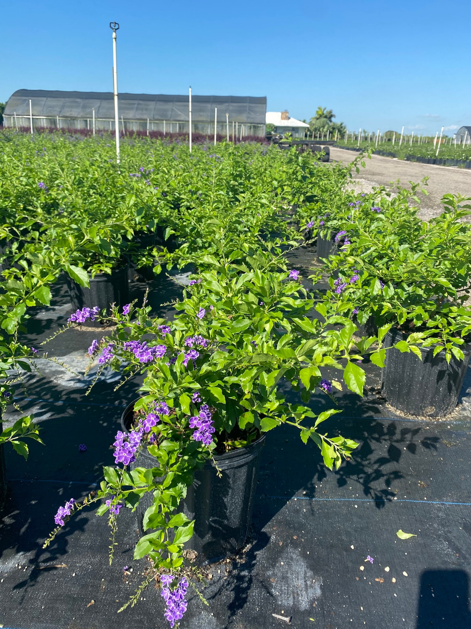 Dew Drop ‘sapphire Showers’ – Duranta Erecta 10 Inch Pot, Tropical