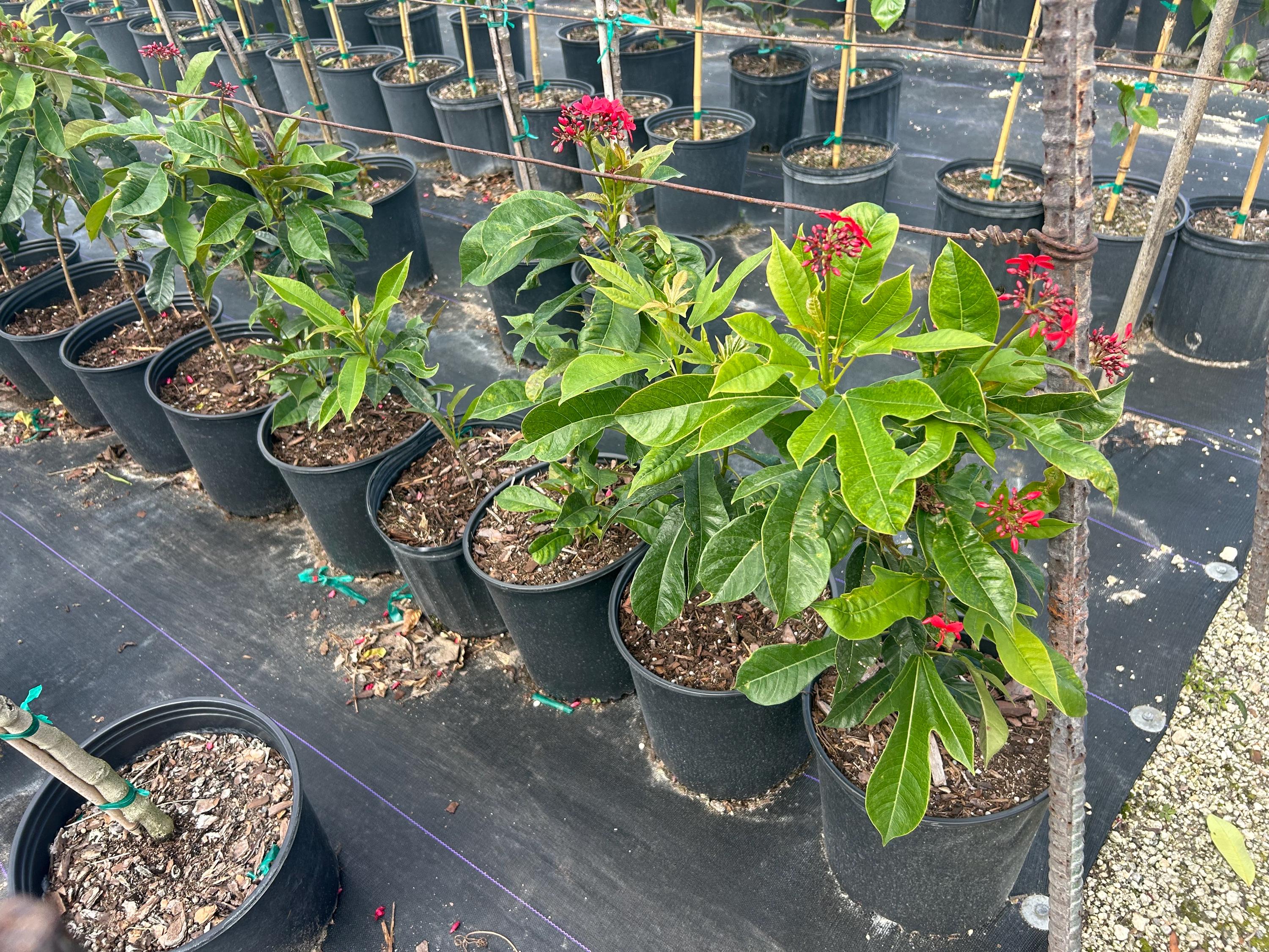 Jatropha Integerrima 'red Peregrina' – Spicy Jatropha 10 Inch Pot