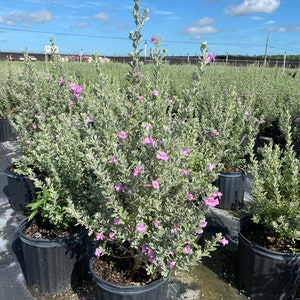 Texas Sage Leucophyllum frutescens BUSH FORM 10 inch pot FREE Shipping East Coast and Central States image 3