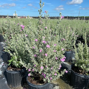 Texas Sage Leucophyllum frutescens BUSH FORM 10 inch pot FREE Shipping East Coast and Central States image 3