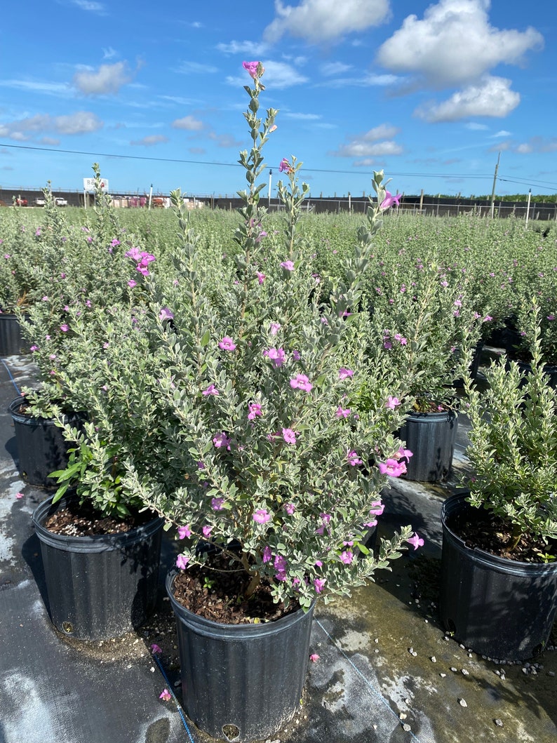 Texas Sage Leucophyllum frutescens BUSH FORM 10 inch pot FREE Shipping East Coast and Central States image 3