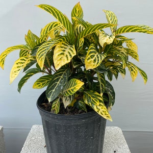 May include: A potted plant with green and yellow striped leaves. The plant is in a black plastic pot.