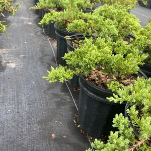 Juniper Parsoni Juniperus chinensis 6 inch pot FREE Shipping East Coast and Central States image 5
