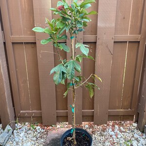 Jatropha integerrima red Peregrina Spicy Jatropha standard TREE FORM 10 inch pot FREE Shipping East Coast and Central States image 8