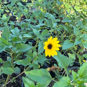 Dune Sunflower – Helianthus debilis 6 Inch Pot, Native Coastal Wildflower, Bright Yellow Blooms, Sun-Loving Pollinator Plant