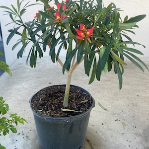 Jamaican Poinsettia Euphorbia punicea 14 inch pot  Free shipping to Eastern and Central States List of excluded States in Description