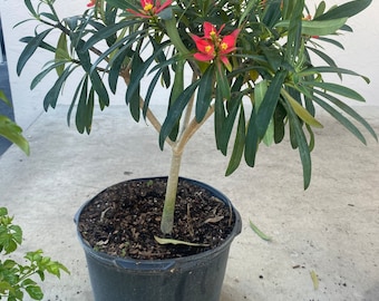 Jamaican Poinsettia Euphorbia punicea 14” inch pot  FREE Shipping East Coast and Central States