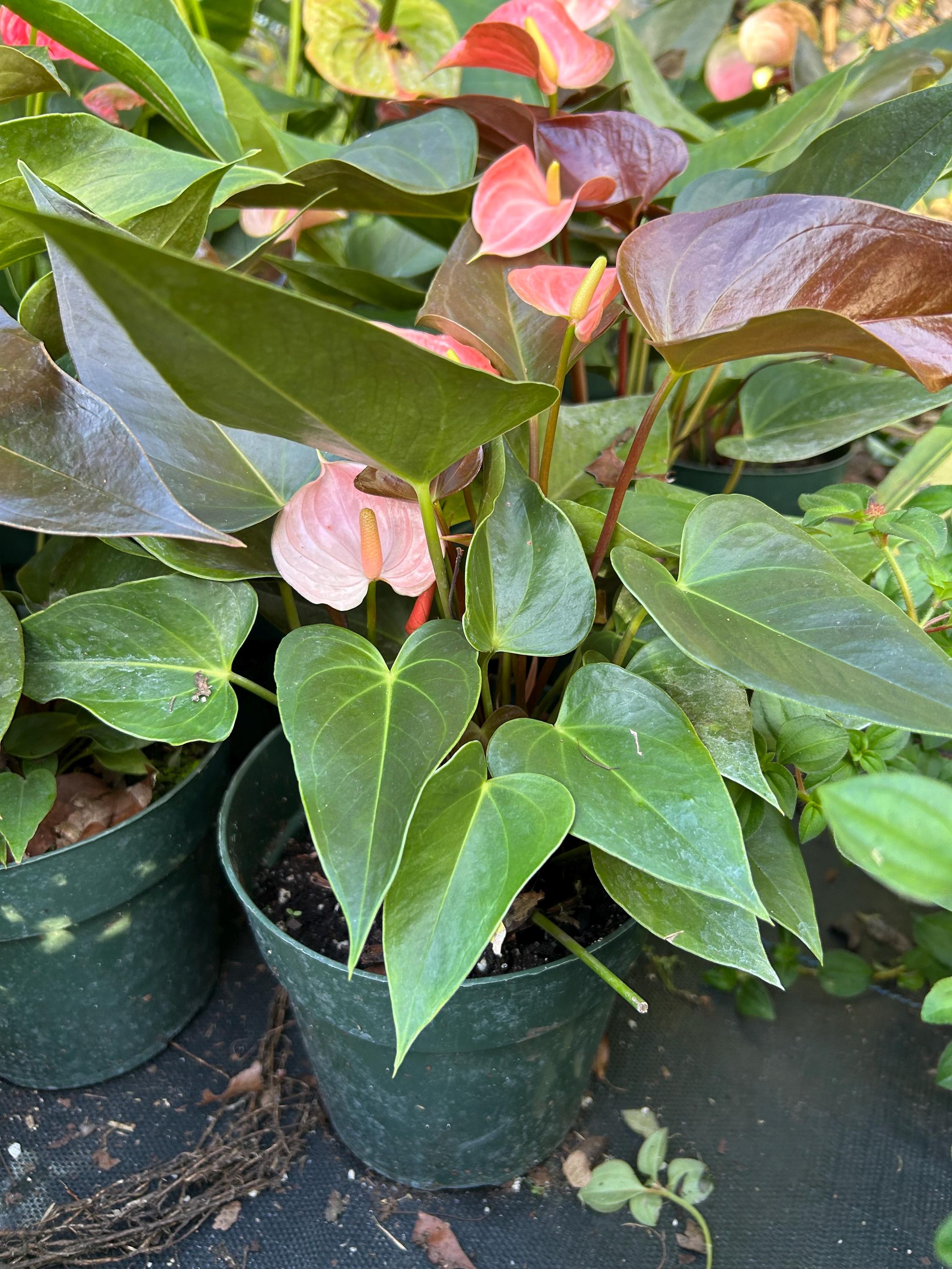 anthurium long Anthurium Long Chin, 