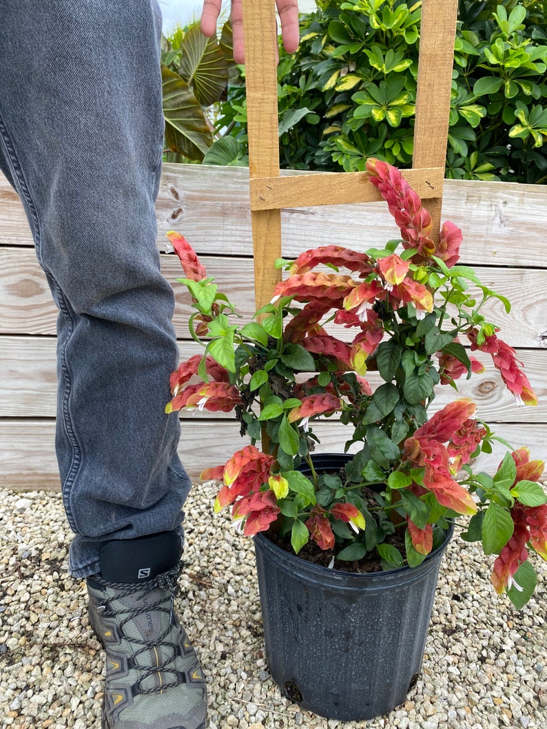 Vine Fruit Cocktail Shrimp Plant / Justicia brandegeana 10 | Etsy