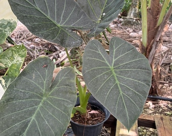 Alocasia ‘Regal Shields’ – Alocasia Hybrid 6 Inch Pot, Dramatic Elephant Ear Plant, Tropical Foliage Houseplant & Shade Garden Beauty