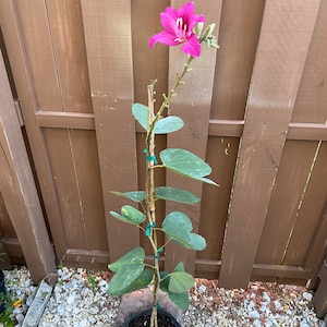 Hong Kong Orchid Tree Bauhinia blackeana 10 inch pot  Free shipping to Eastern and Central States List of excluded States in Description