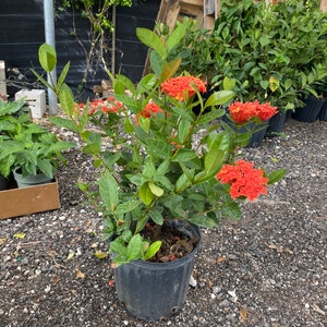 Ixora Maui Red Ixora Coccinea 10 inch pot FREE Shipping East Coast and Central States image 4