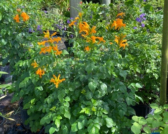 Cape Honeysuckle Orange Tecomaria capensis BUSH FORM 10” inch pot  FREE Shipping East Coast and Central States