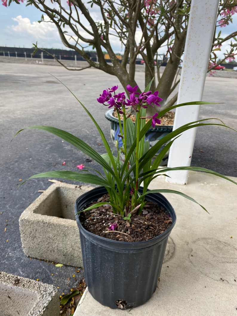 Purple Ground Orchid Spathoglottis plicata 10 inch pot image 6