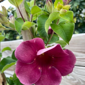 Allamanda Purple Vine Mini Red Allamanda blanchetii 10 inch pot FREE Shipping East Coast and Central States image 4