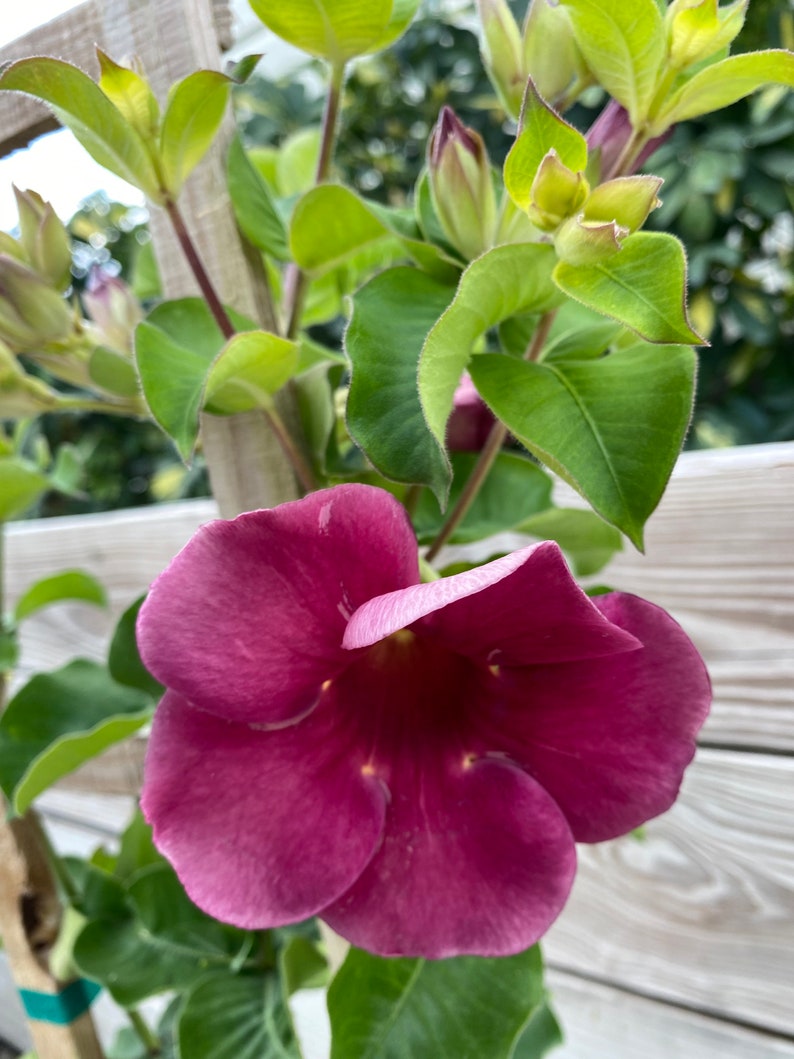 Allamanda Purple Vine Mini Red Allamanda blanchetii 10 inch pot FREE Shipping East Coast and Central States image 4